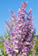 salvia sclarea